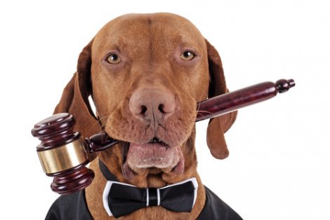 ¿Quién se queda la mascota en caso de divorcio? Nueva ley