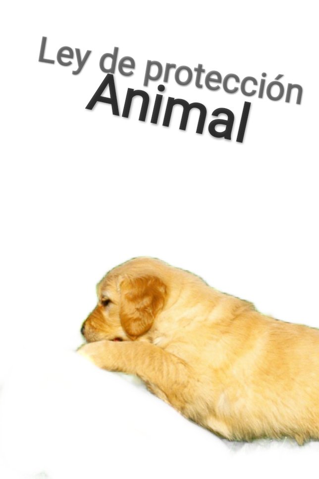 Aprobada la ley de protección animal 2022